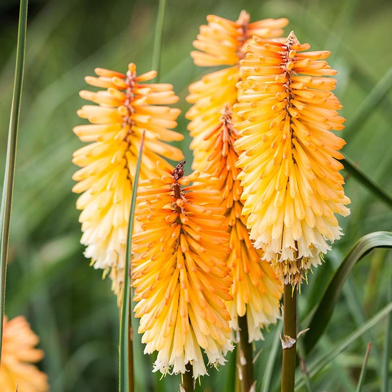 Kniphofia | Red Hot Poker
